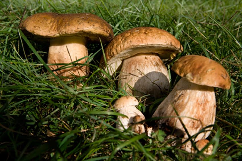 funghi