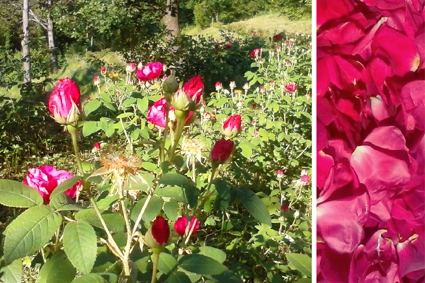 Lo sciroppo di rose dall’Oriente a Borzonasca: la storia infinita delle rose