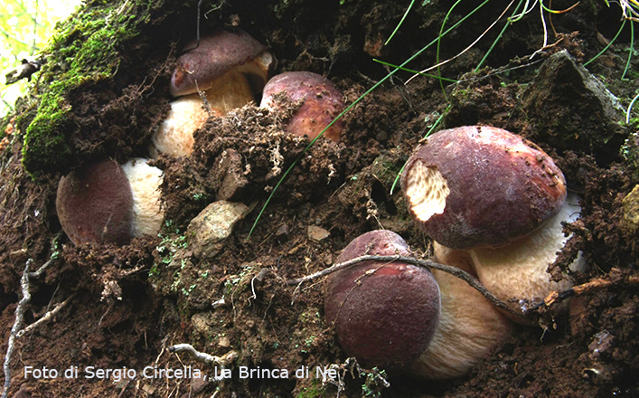 Boletus_pinicola_Brinca