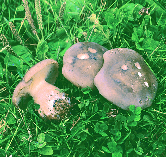 Clitocybe_nebularis 1