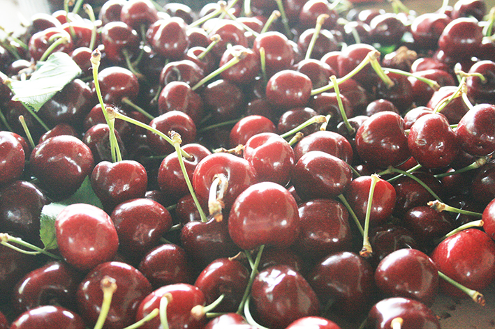 Foto CILIEGIE VIGNOLA (193)-web