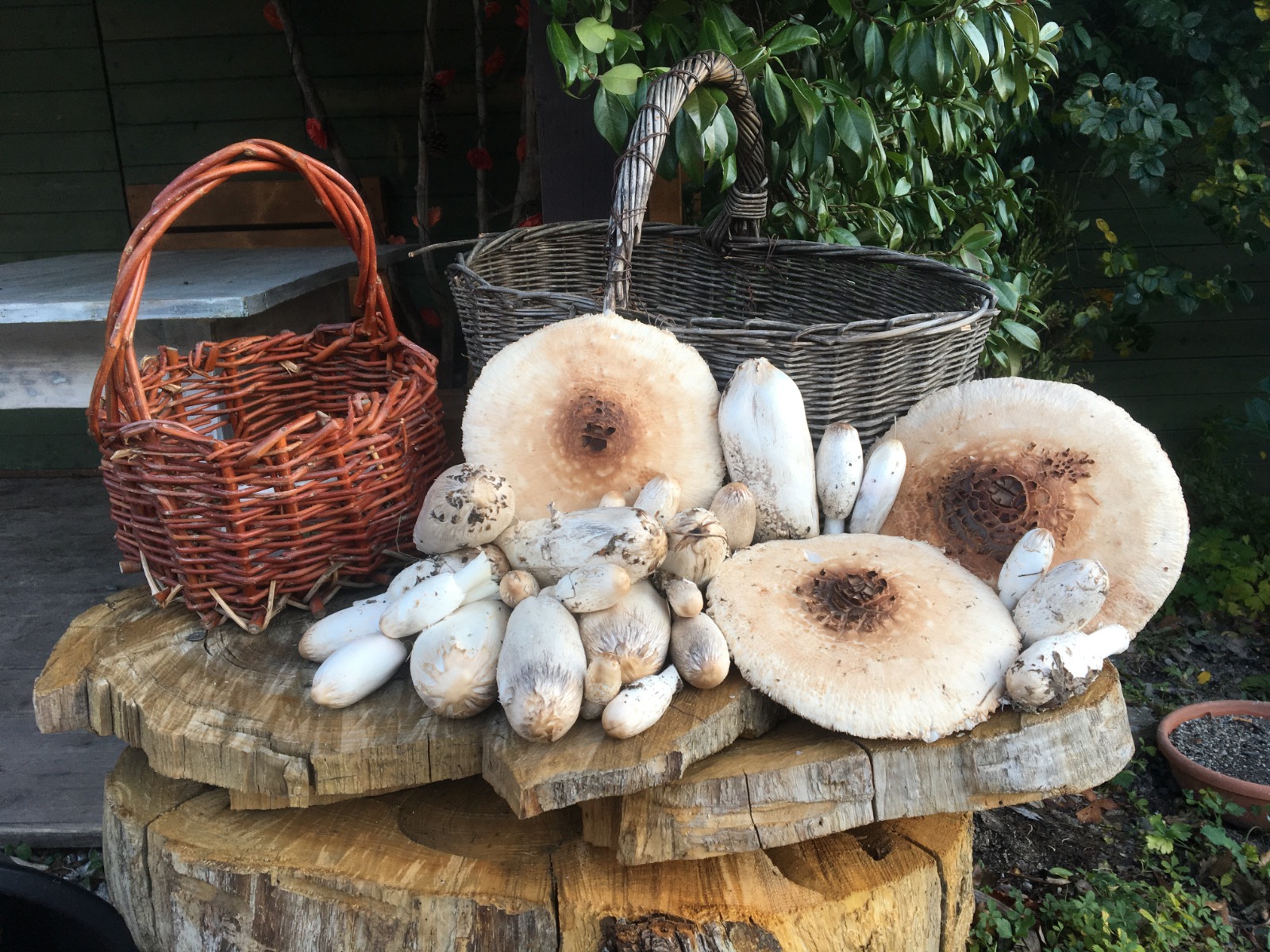 funghi jpg