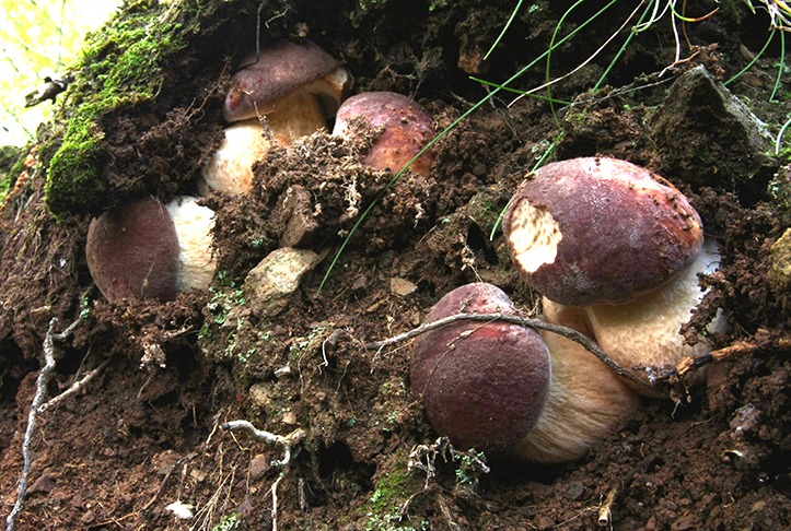 Boletus_pinicola_Brinca-tagliata