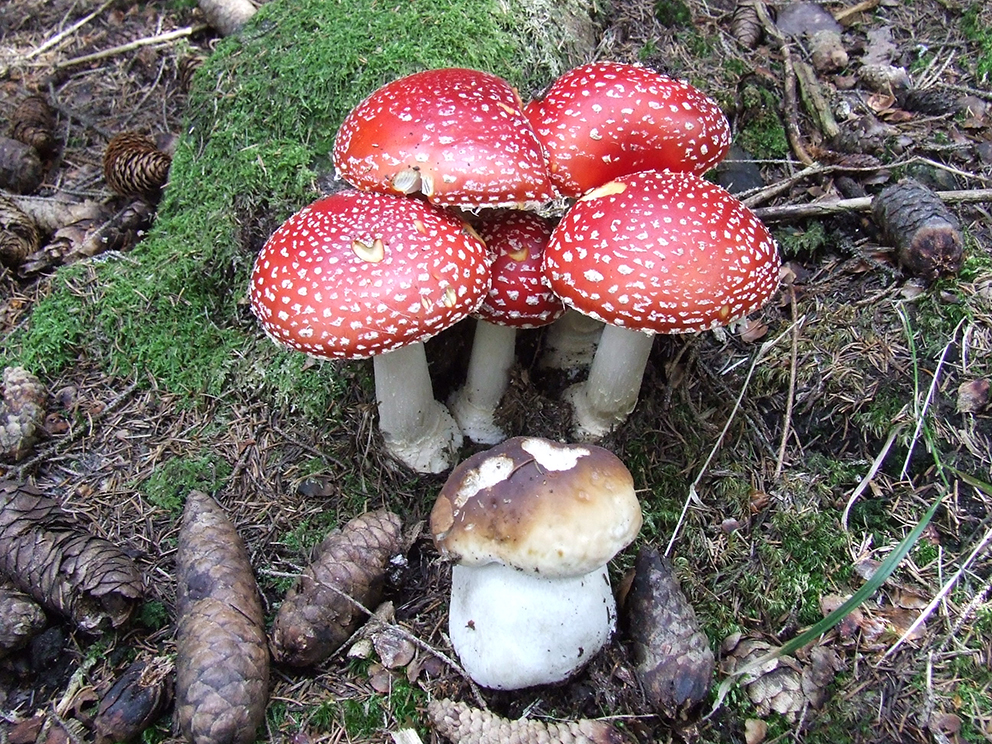 fungospia_A.muscaria_bubanixweb