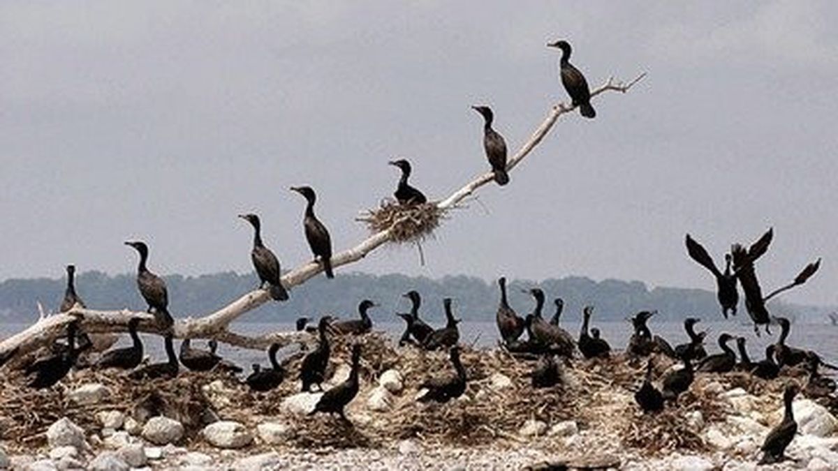 052104cormorants1kmjpg-e377a3d9cebc0e70-largejpg-7ae021b65faf79ef