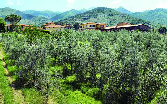 oliveta panxweb