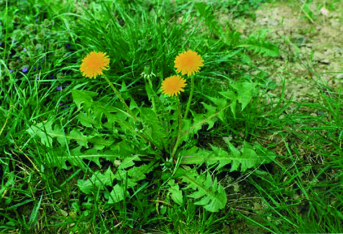Taraxacum officinale2