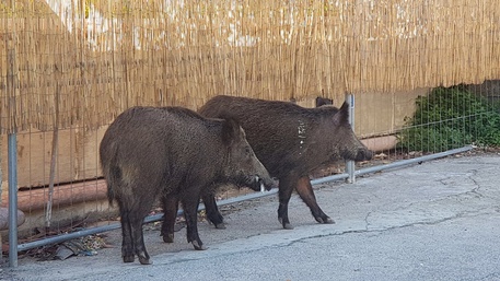cinghiali