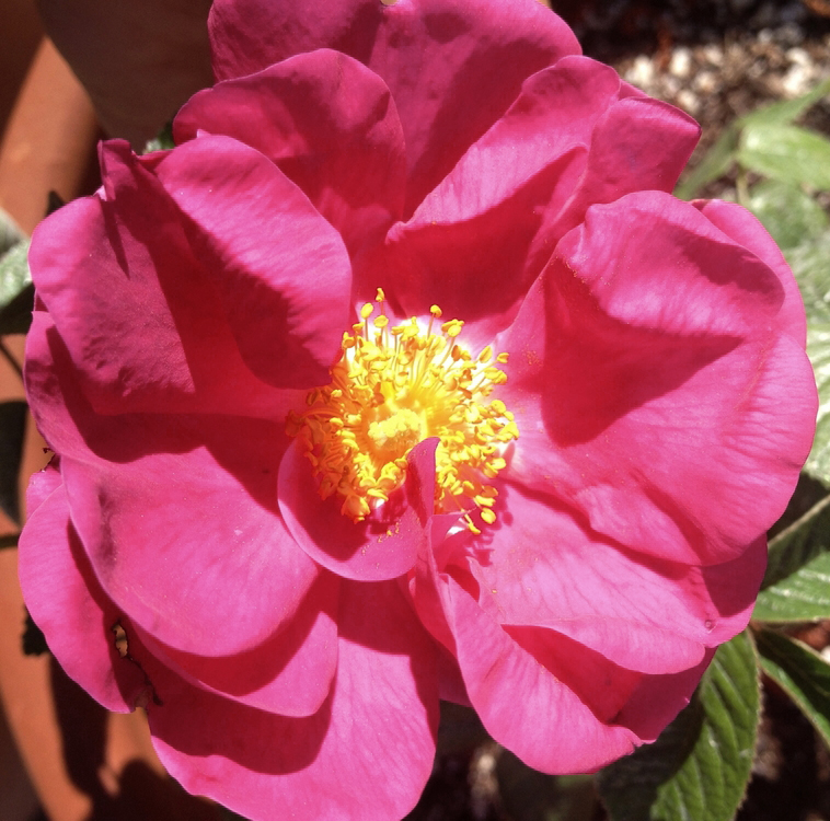 apothecary-rose